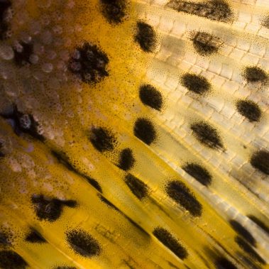 Cutthroat Trout Tail
