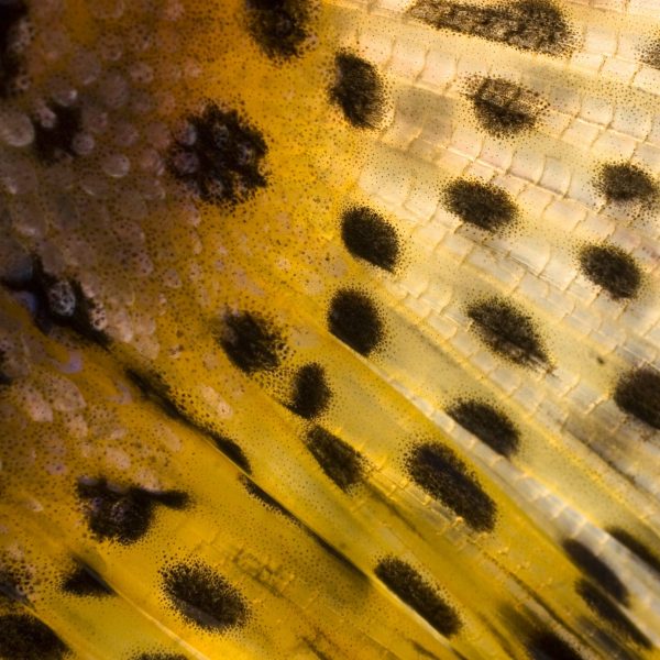Cutthroat Trout Tail