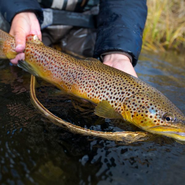 Park City Utah Fly Fishing Brown Trout
