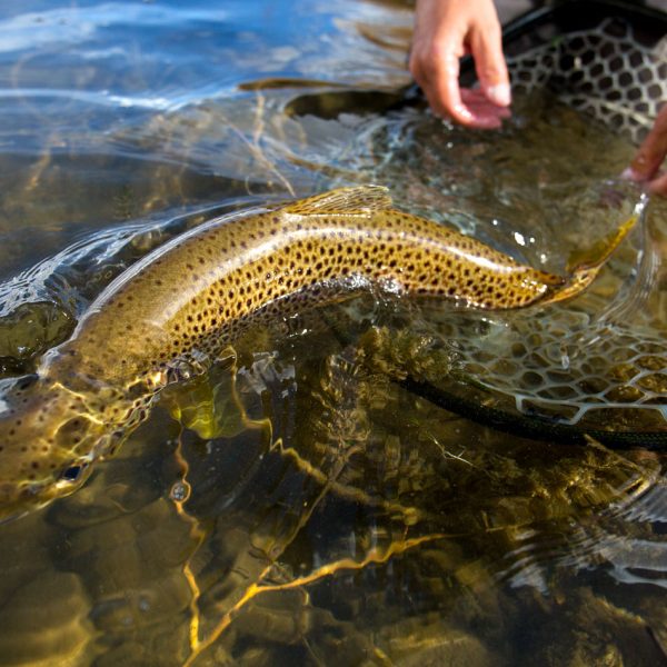 Park City Utah Fly Fishing Brown Trout