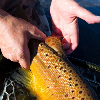 Brown Trout Fly Fishing
