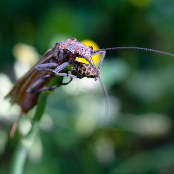 A salmonfly on a flower