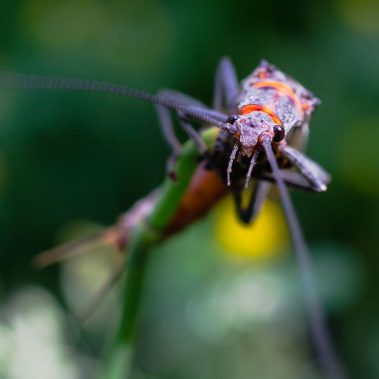 Park City Utah Fly Fishing Salmon Fly Hatch