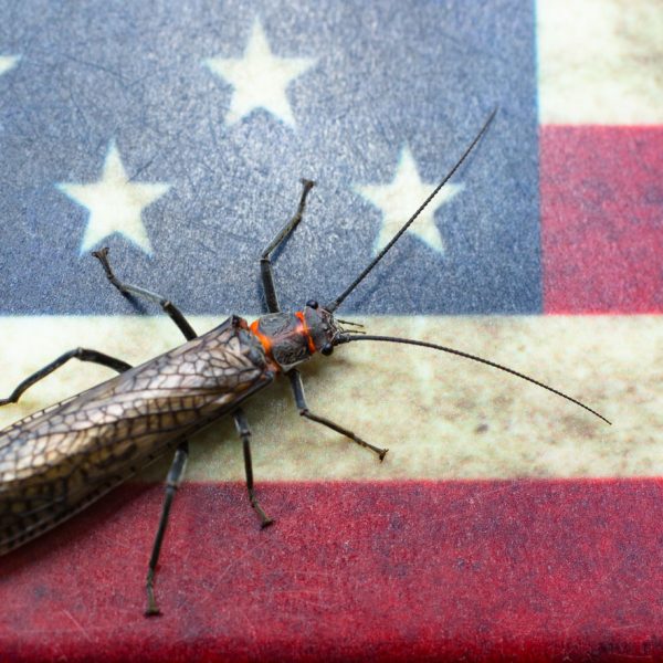 A Salmonfly on an American flag