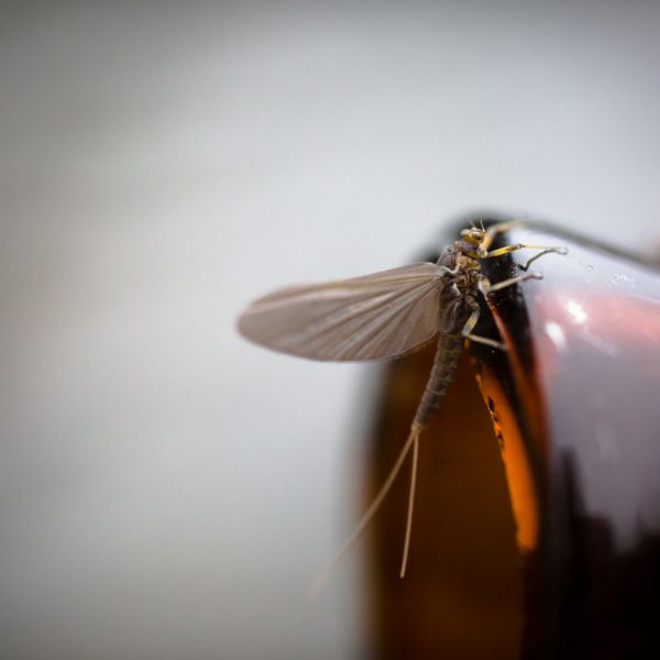 Provo River Blue Winged Olive caught by the best Utah fly fishing guide service