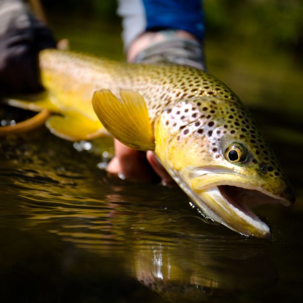 Park City Utah Fly Fishing Guide Trip