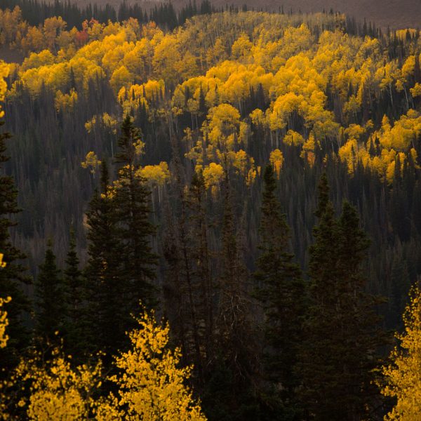 Fly fishing Utah Fall. Fall foliage near Park City Utah