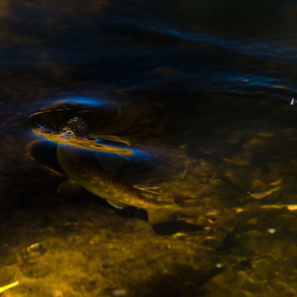 A brown trout eats blue winged olives on the Provo River during the Fall