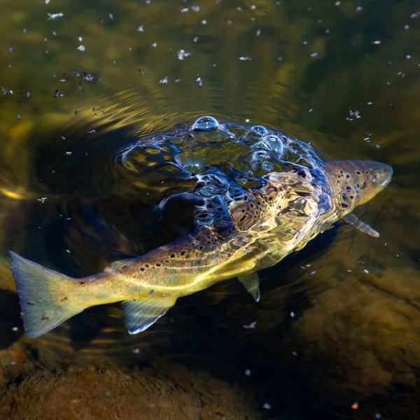 Park City Utah Dry Fly Fishing Provo River