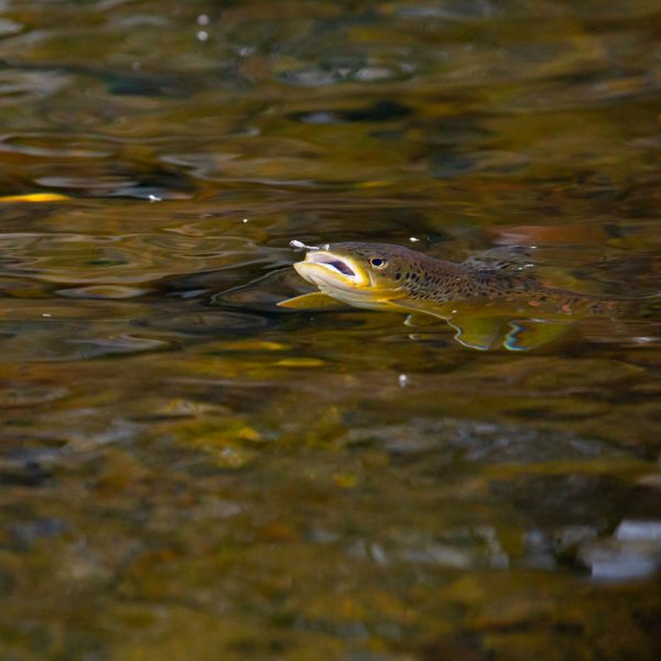 Park City Utah Fly Fishing Brown Trout