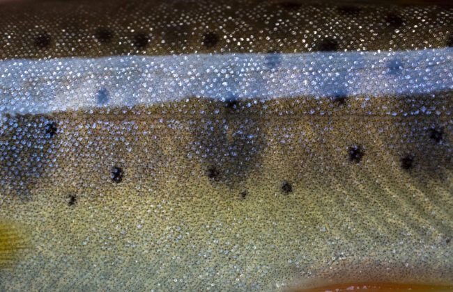 Utah Fly Fishing-Bonneville Cutthroat Trout Utah Fly Fishing-Bonneville Cutthroat Trout