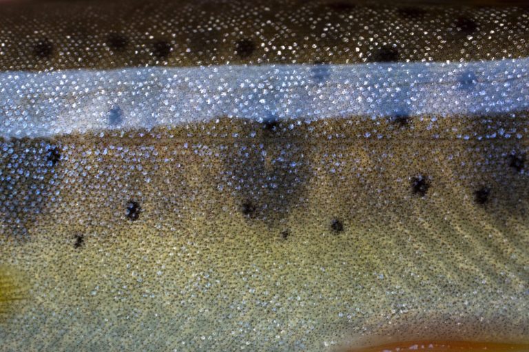 Utah Fly Fishing-Bonneville Cutthroat Trout