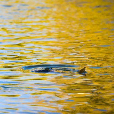 Utah Provo River Fall Fly Fishing