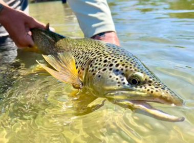 Big Fish Contest 2024