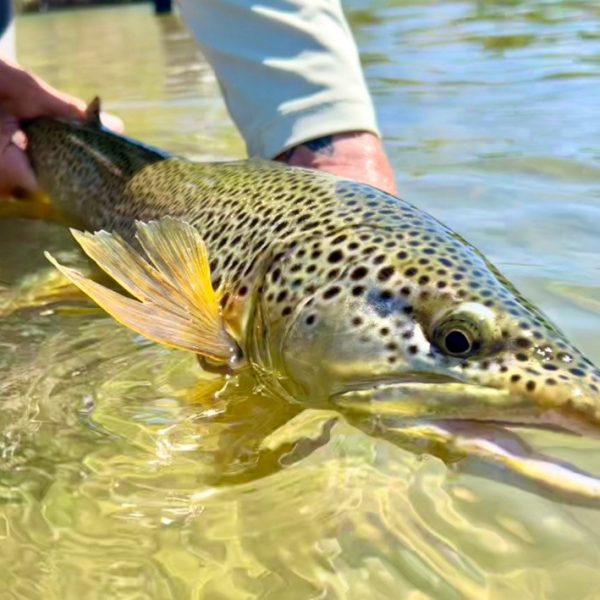 Big Fish Contest 2024