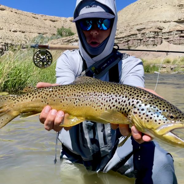 A perfect brown trout caught on a small stream in Utah.