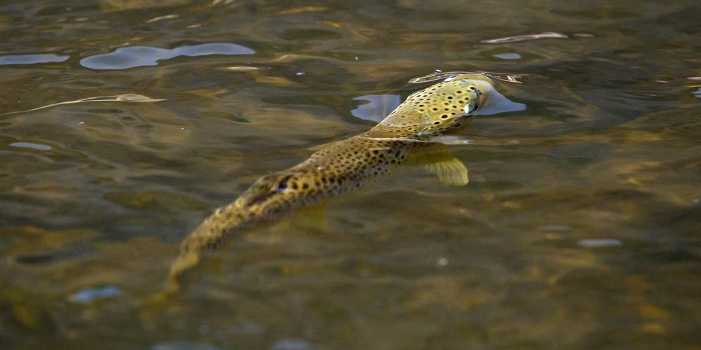 Provo River Blu Winged Olive A brown trout rises for a blue winged olive mayfly