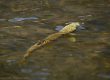 A brown trout rises for a blue winged olive mayfly