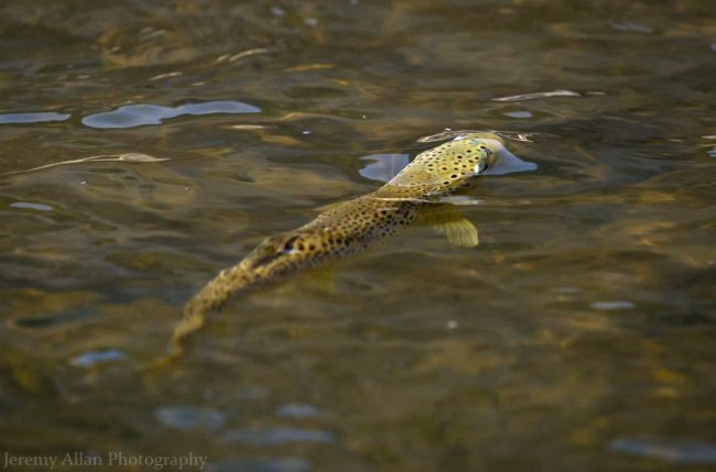 Provo River Blu Winged Olive A brown trout rises for a blue winged olive mayfly