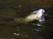 Winter fly fishing in Utah, a brown trout rising during the buffalo midge hatch on the Provo River