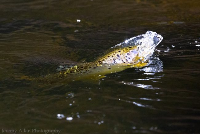 Winter fly fishing in Utah, a brown trout rising during the buffalo midge hatch on the Provo River