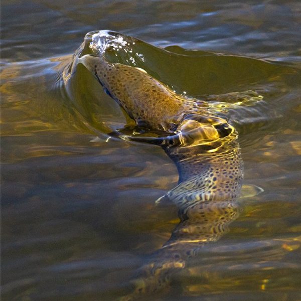 A brown trout rising to a buffalo midge on the Middle Provo River