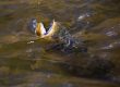 Utah fly fishing Spring. A brown trout tries to eat a buffalo midge on the Provo River