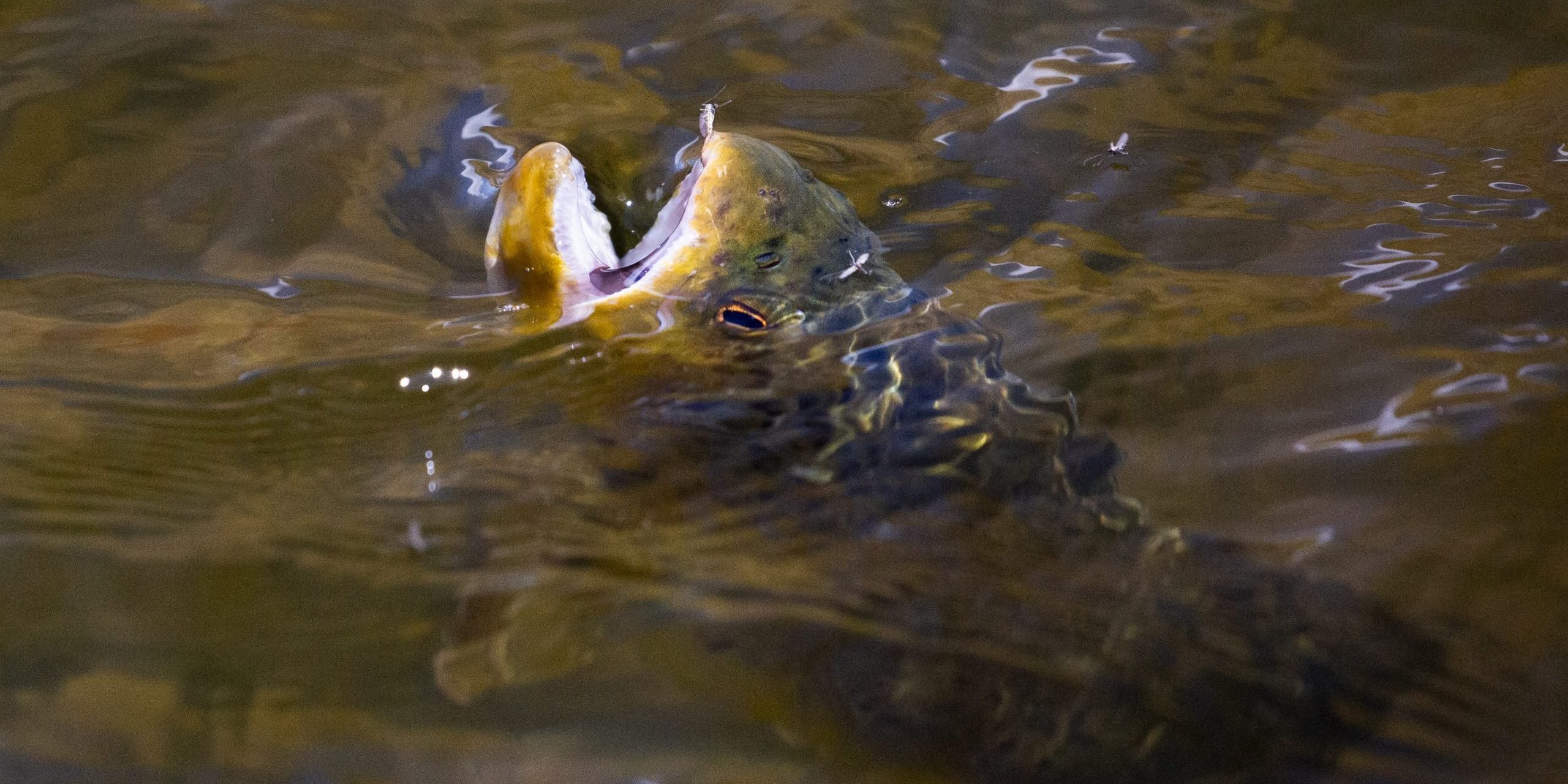 Buffalo Midge Hatch Middle Provo River Utah fly fishing Spring. A brown trout tries to eat a buffalo midge on the Provo River