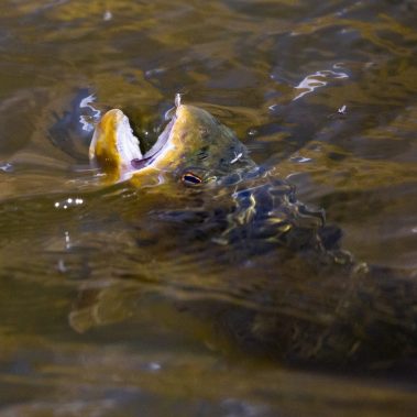 Utah fly fishing Spring. A brown trout tries to eat a buffalo midge on the Provo River