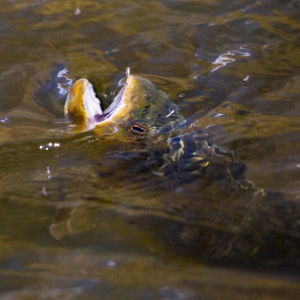 Utah fly fishing Spring. A brown trout tries to eat a buffalo midge on the Provo River