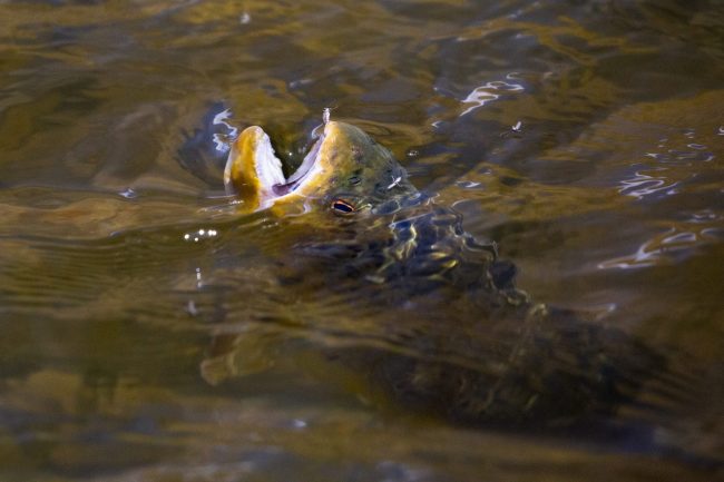 Buffalo Midge Hatch Middle Provo River Utah fly fishing Spring. A brown trout tries to eat a buffalo midge on the Provo River
