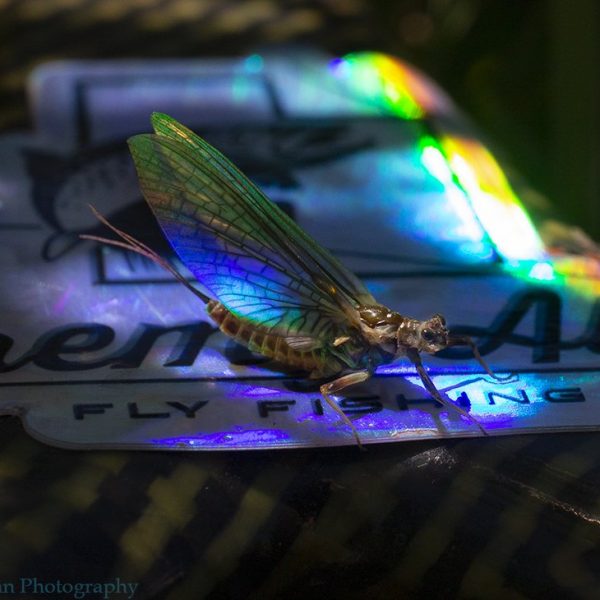 Utah Green Drake sitting on a Jeremy Allan Fly Fishing sticker