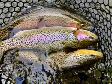 Three Lower Provo River Trout in a net