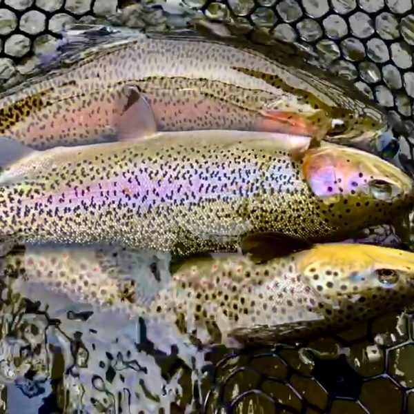 Three Lower Provo River Trout in a net