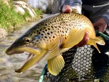A big Weber River brown trout