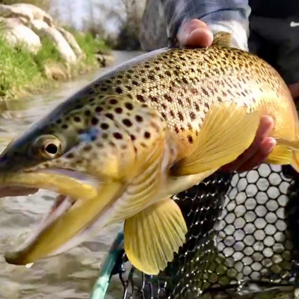 A big Weber River brown trout