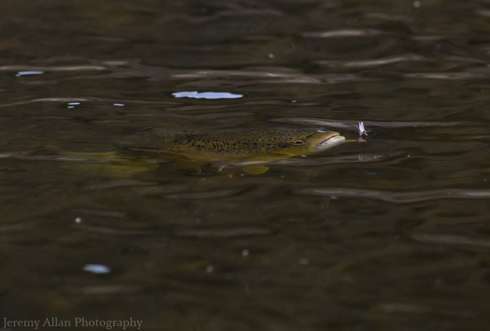 Provo River Mayfly Eater A brown trout rising to eat a blue winged olive on the Provo River.