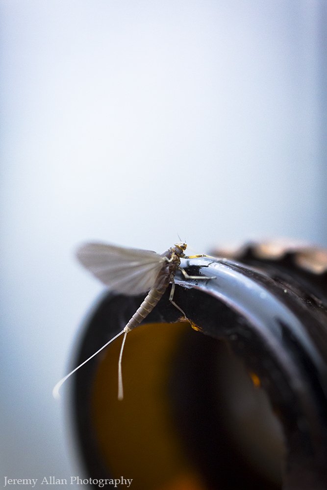 Fall Mayflies A Fall Blue Winged Olive mayfly sitting on a beer bottle.