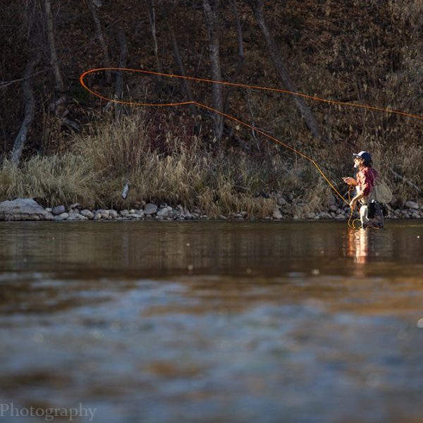 A professional fly caster demonstrates a perfect cast on the Provo River Utah.