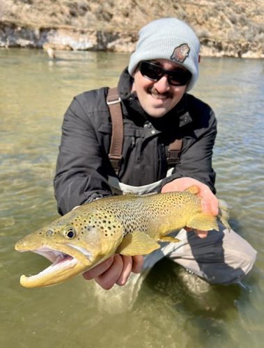 A fly fisherman holding a big brown trout in a small stream in Utah.