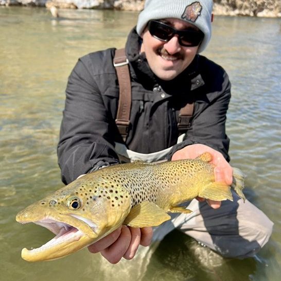 A fly fisherman holding a big brown trout in a small stream in Utah.