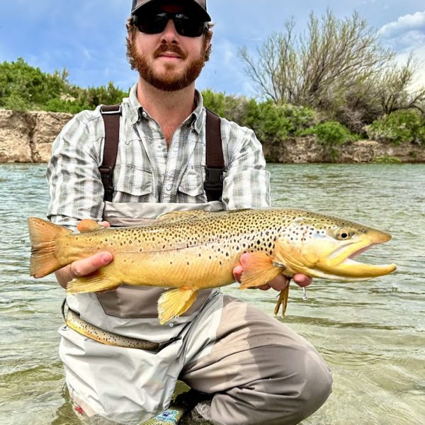 A fly fisherman holding a big brown trout from Utah