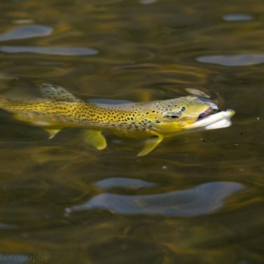 A brown trout rising to a buffalo midge