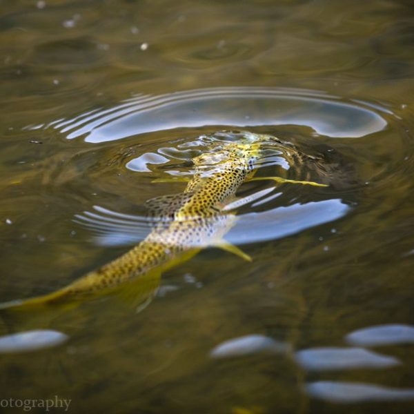 A rising Brown trout
