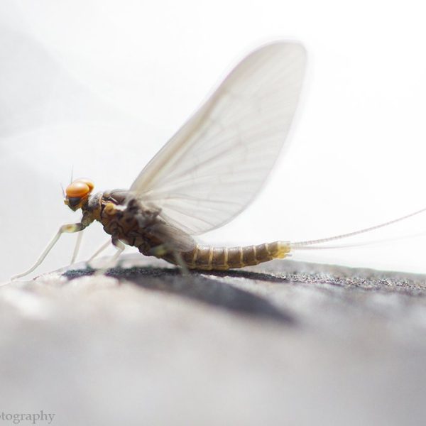 Fly Fishing Photography Prints by Jeremy Allan. Blue Winged Olive.