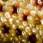 A close up photo of brown trout scales