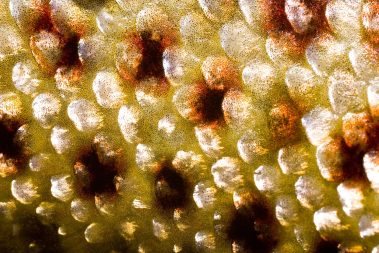 A close up photo of brown trout scales