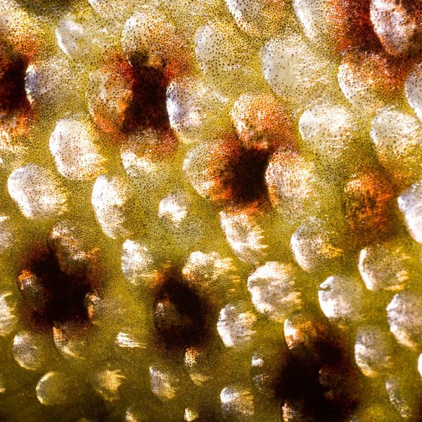 A close up photo of brown trout scales
