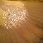 A close up photo of a brown trout tail