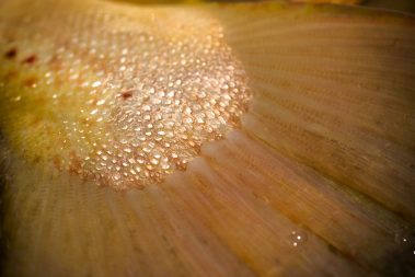 A close up photo of a brown trout tail
